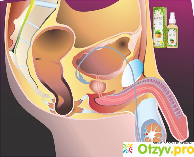Эффект от применения геля «Вариус» от варикоцеле