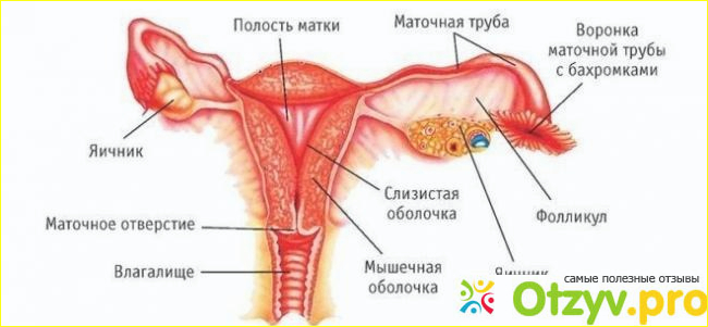 Клайра - описание и характеристики