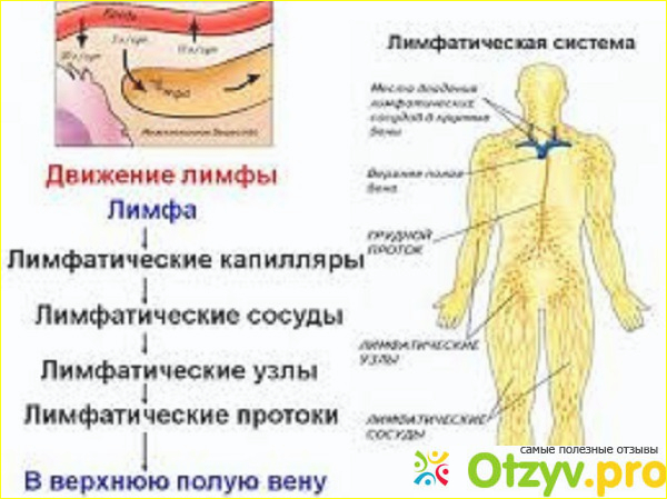 Очищение солодкой и энтеросгелем отзывы врачей
