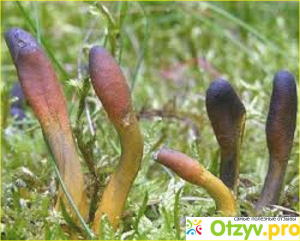 Кордицепс отзывы отрицательные