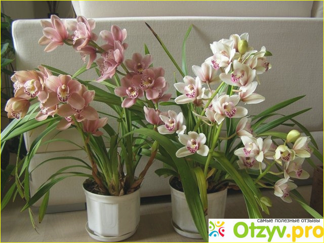 Удобрение Pokon для орхидей фото2