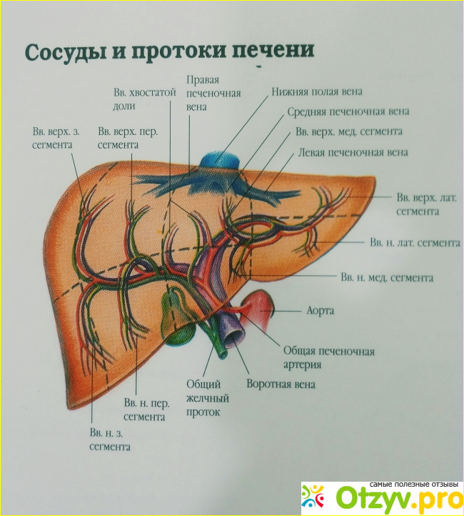  Нормы размеров 