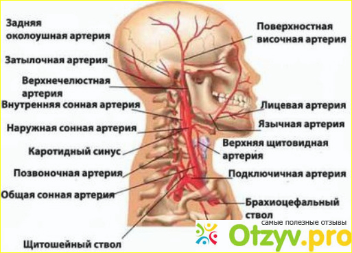 Узи брахиоцефальных сосудов головы и шеи фото2