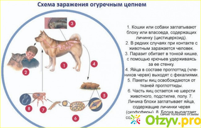 Огуречный цепень - опасный паразит. 