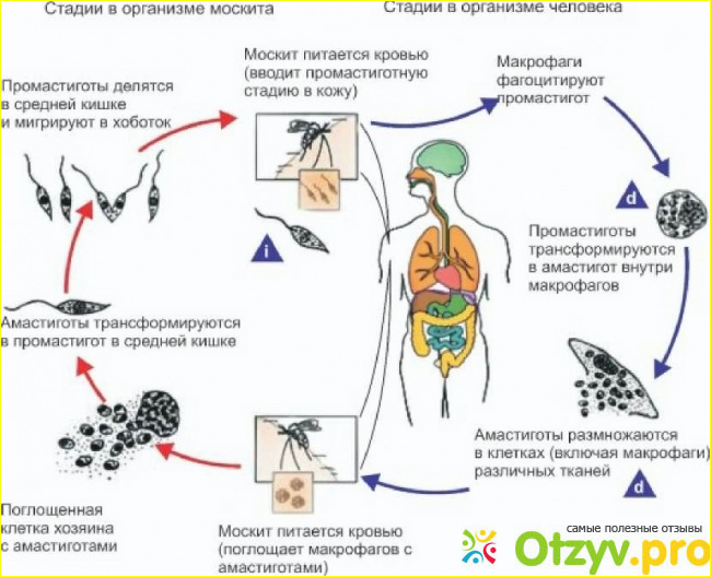 Заболевания вызываемые трипаносомами