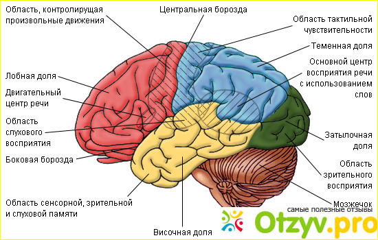 Отзыв о Узи брахиоцефальных сосудов головы и шеи