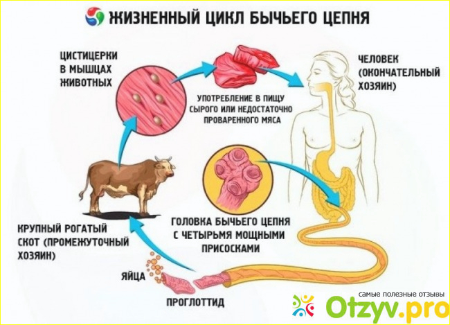 Отзыв о Пути передачи бычей цепи