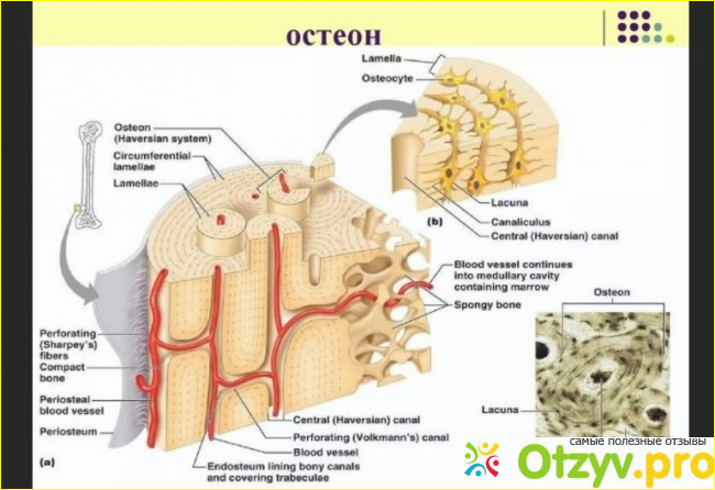 Отзыв о Остеон лекарство отзывы