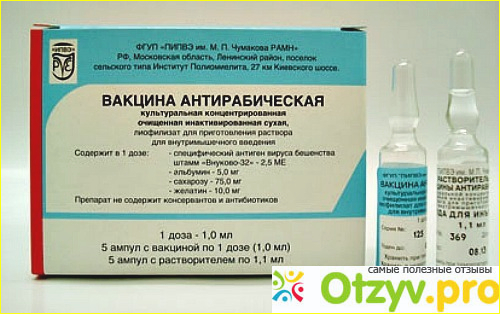 Каковы могут быть последствия после укуса собакой? Чем опасно бешенство?