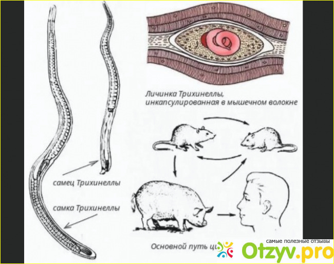 Трихинеллез - пути его передачи.