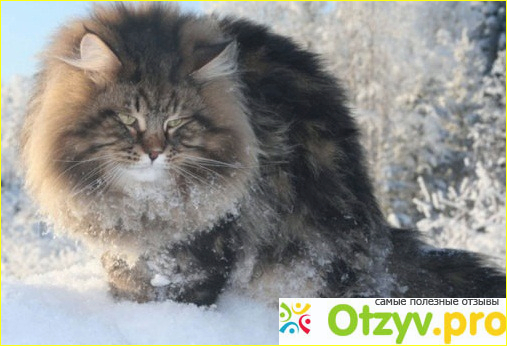 Отзыв о Сибирский кот фото