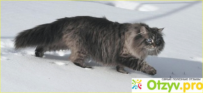 Сибирский кот фото фото1