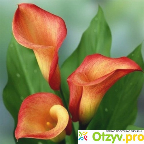 Mango Mini Calla Lily Bulk Flower 