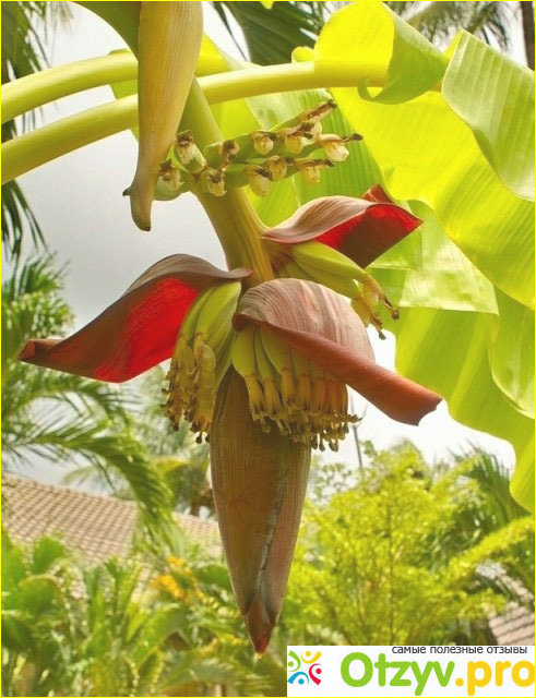 Как цветут бананы фото1