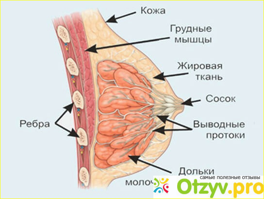 Как наносить состав, чтобы грудь росла