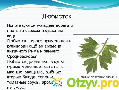 Растение «Любисток» фото1