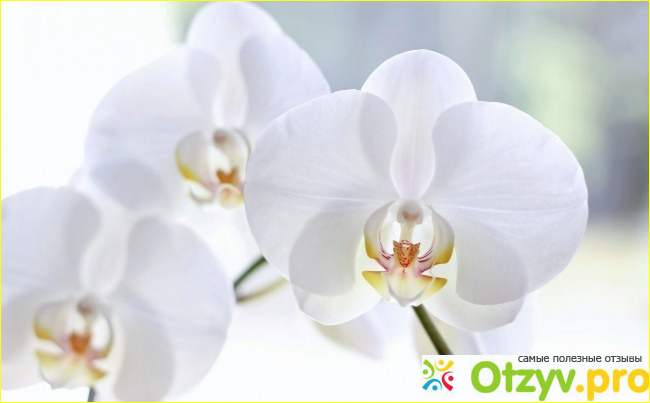 Отзыв о Орхидея белая