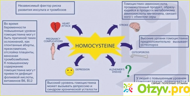 Что же способствует высокому уровню гомоцистеина