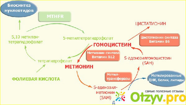 Что означает показатель гомоцистеина?