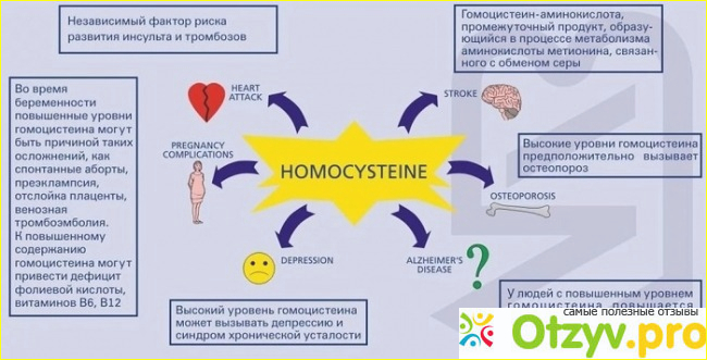 Гомоцистеин: норма для женщин.