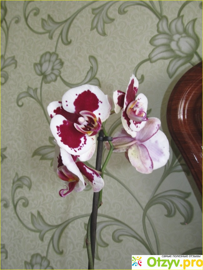 Орхидея цена фото2