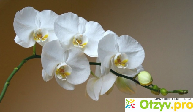 Орхидея белая фото1
