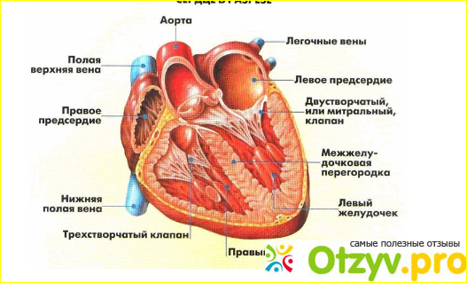 Колет в области сердца что это может быть фото1