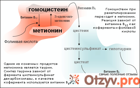 Основная опасность гомоцистеина