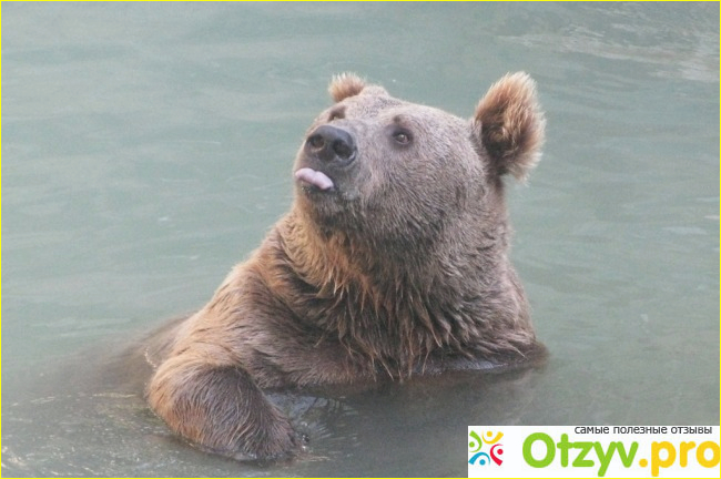 Отзыв о Ташкентский зоопарк