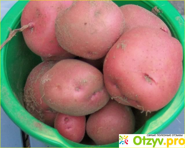 Характеристика картофеля