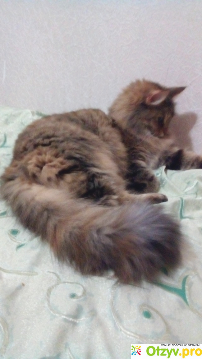 Сухой корм для стерилизованных кошек Royal Canin Sterilized +7 фото1