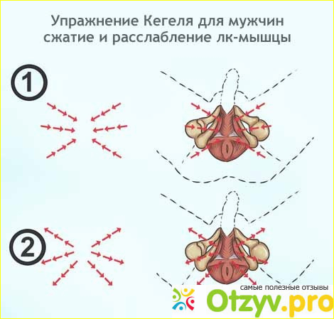 Отзыв о Упражнения кегеля для мужчин отзывы