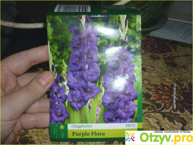 Отзыв о Луковицы гладиолусов Pyrple Flora