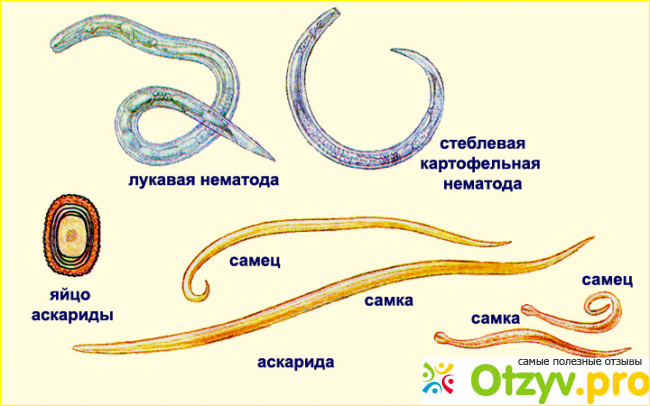 Способы заражения глистами