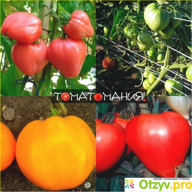 Бычье сердце-высокоурожайный сорт томатов