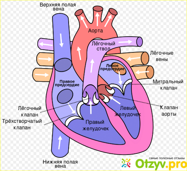 Ритмонорм