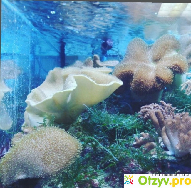 Морской аквариум на Чистых прудах (Россия, Москва) фото1