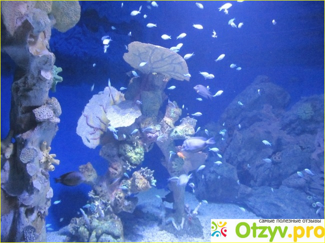 Отзыв о Большой аквариум Хургады - Hurghada Grand Aquarium