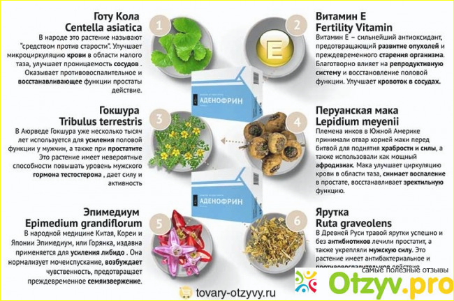 Составные компоненты препарата