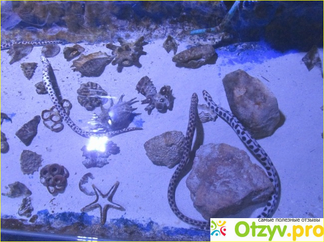 Большой аквариум Хургады - Hurghada Grand Aquarium фото1