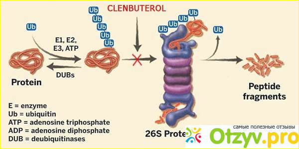 Кленбутерол для похудения спортсменов