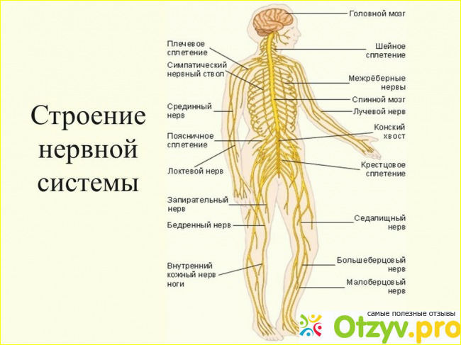 Нервная система