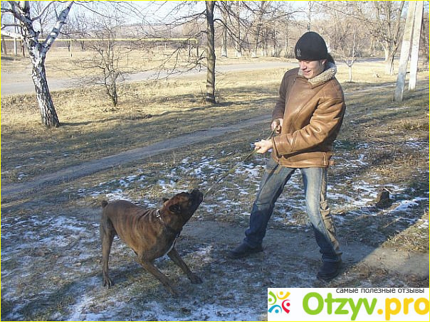 Отзыв о Немецкий боксёр. Про породу