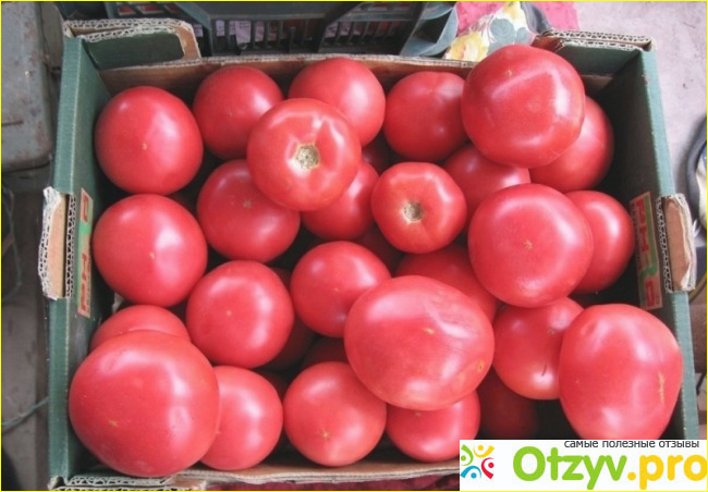 Сам сорт помидоров является средне ранним. 