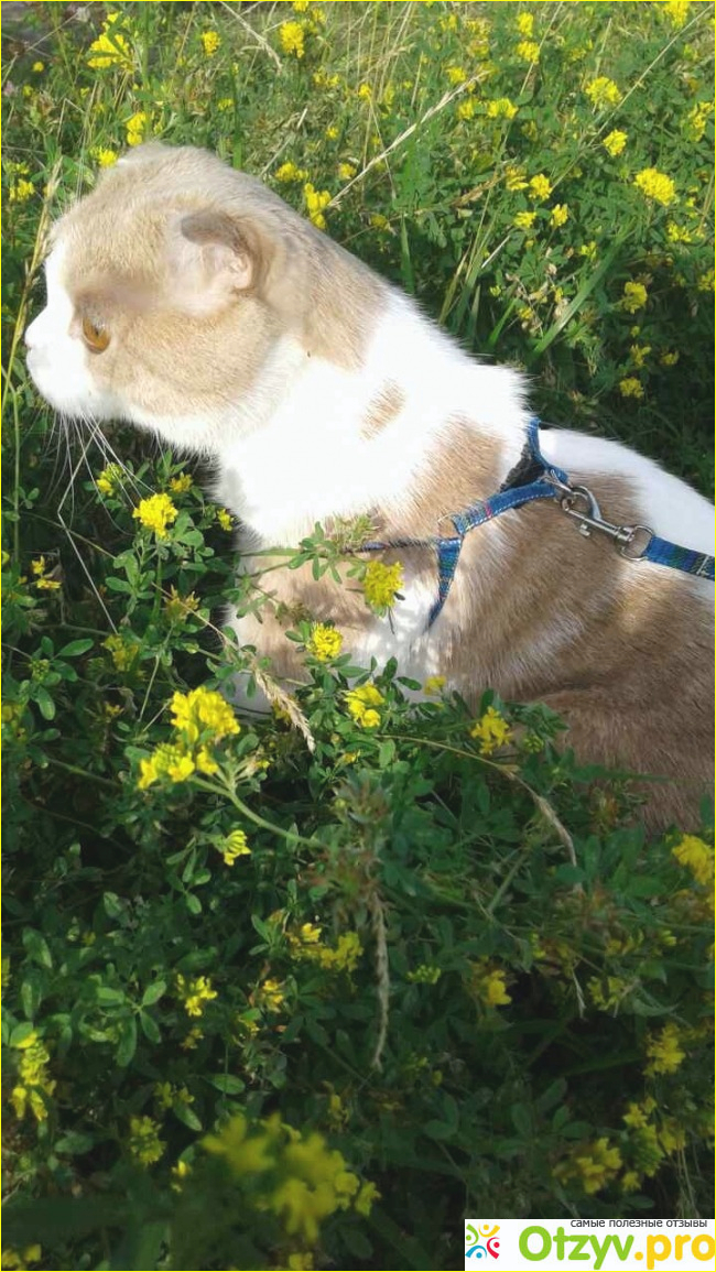Шотландская вислоухая кошка. фото1