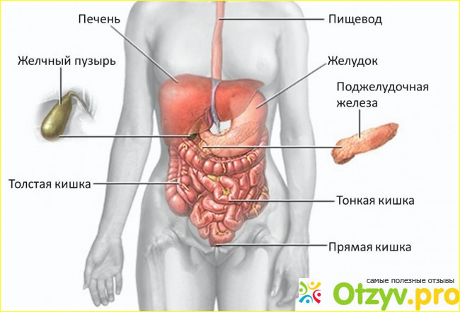 Органы пищеварительной системы