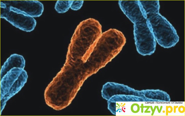 Мужские хромосомы. Y-хромосома на что оказывает влияние и за что отвечает?