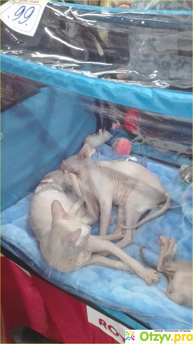 Выставка-продажа кошек КоШарики Шоу в Сокольниках фото5