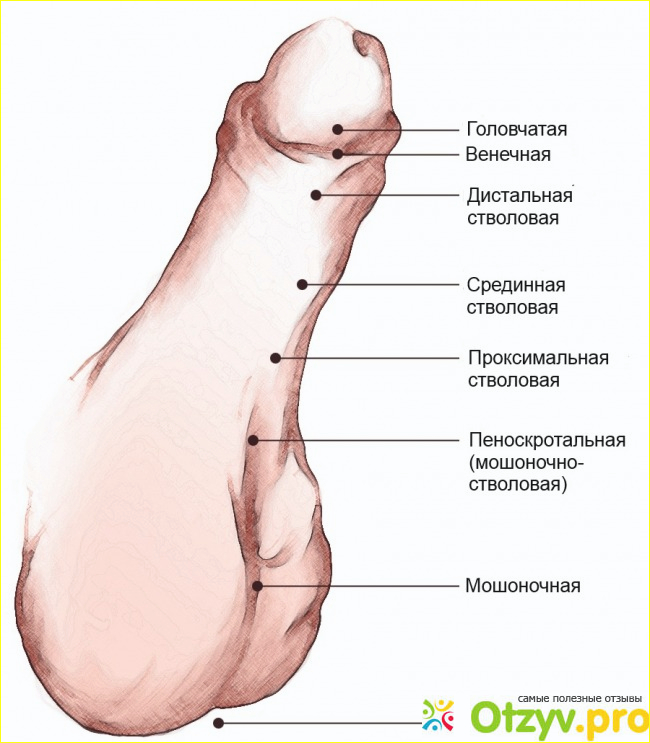 Отзыв о Самый большой член