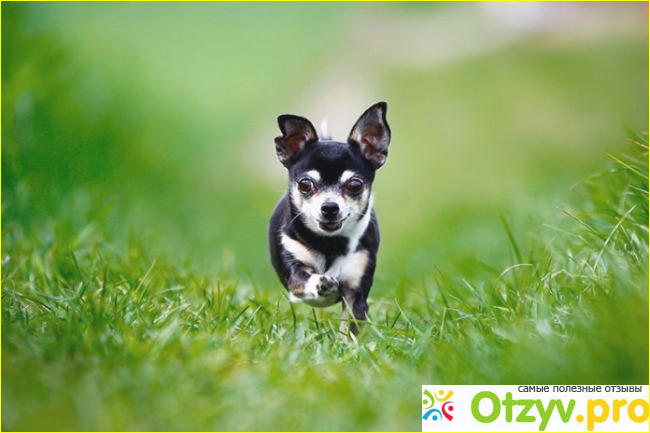 Какая самая маленькая в мире собака?
